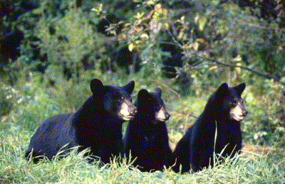 bears