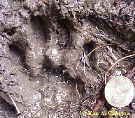 Bobcat Tracks Pictures