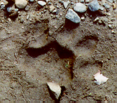 lion track