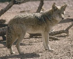 coyote