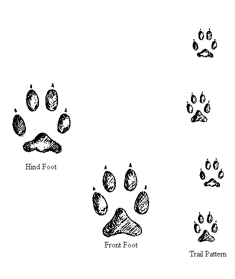 animal track coloring pages