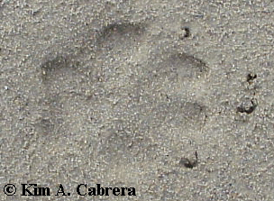 Animal Tracks - Gray Fox (Urocyon cinereoargenteus)