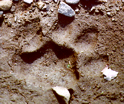 animal track - mountain lion